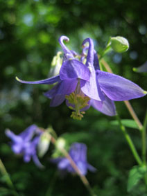 Aquilegia vulgaris