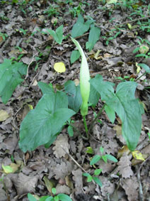 Arum