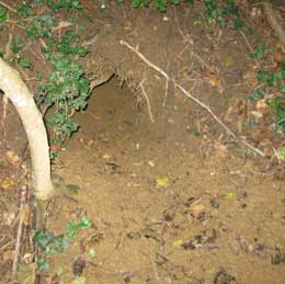 badger den