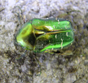 Green beetle