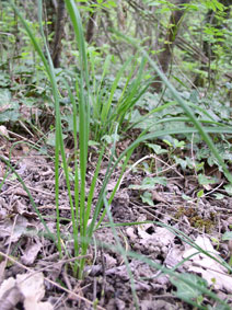 wild chives