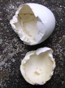 egg