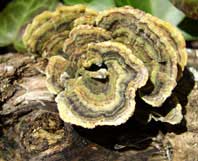 Shelf fungus