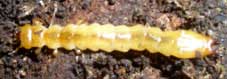 grub under bark