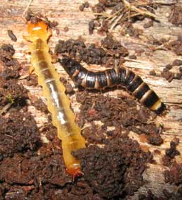 grubs under bark