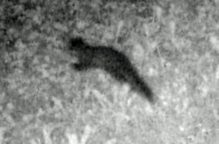 marten