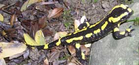 Salamander