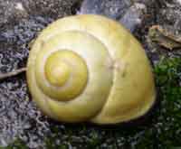 yellow snail