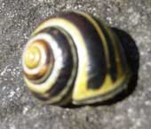 snail