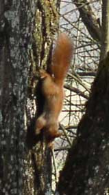 squirrel