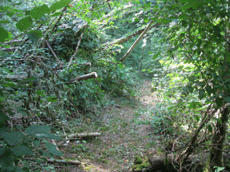 trail cleared of fallen trees