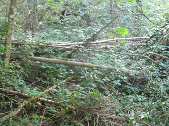 fallen trees in lower forest