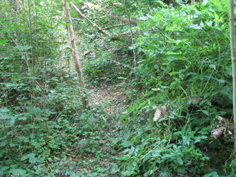 trail cleared of fallen trees