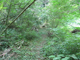 trail cleared of fallen trees