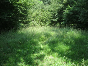 upper meadow before mowing