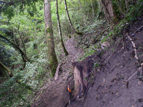 new trail