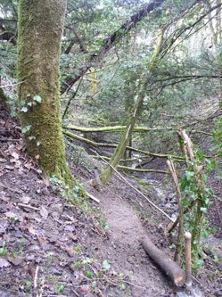 the first section of new trail