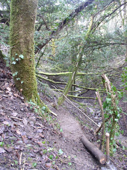 the first section of new trail