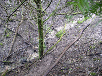 sixth switchback at the bottom along the stream