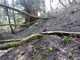 new trail up ravine