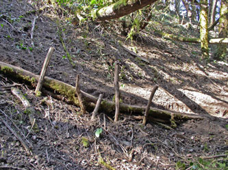 new trail up ravine