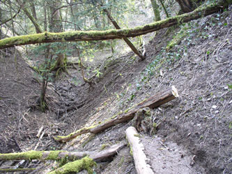 log cut for last trail section