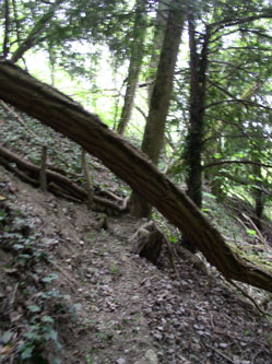 fallen tree on trail