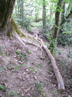 upper trail with logs