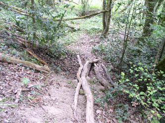 upper trail with logs