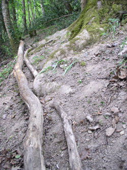 upper trail with logs