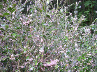 boxwood attacked by caterpillers