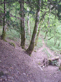 start of new upper trail