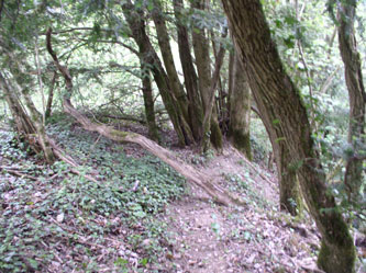 fallen tree over trail