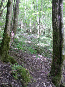 upper trail under construction