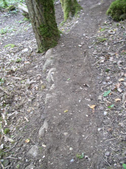 stones supporting the new trail