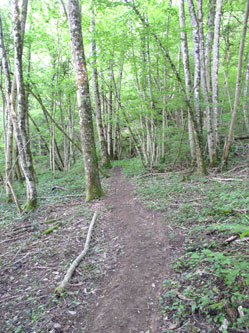 upper trail under construction