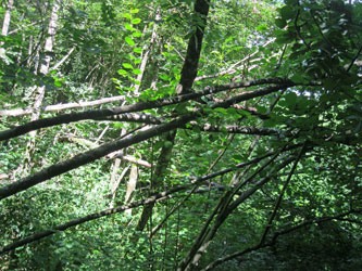 fallen trees