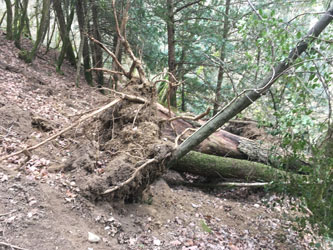 fallen trees across the trail