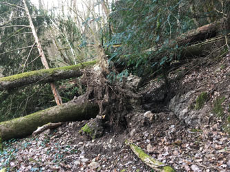 fallen trees across middle trail