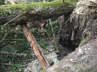 middle trail blocked