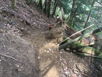 new trail around stumps
