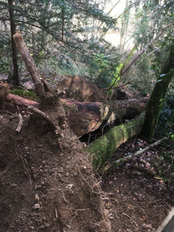 stumps of fallen trees