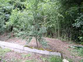 cleared area July 2009