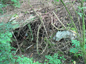 cars under branches