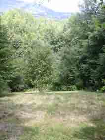 meadow mown in mid-summer