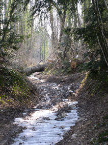 tree across path 2010