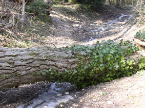 tree across road