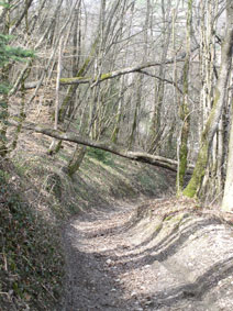 Road with fallen tree