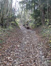 Path with logs