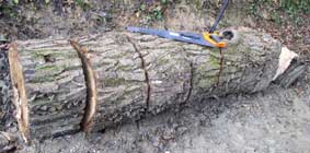 cut up log